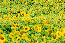 Sonnenblumen in Frankreich von Brechje