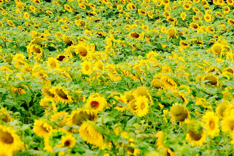 Sunflowers in France by Brechje Kroezen