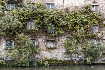 An overgrown facade by Irene Hoekstra