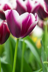 Donker paarse tulpen