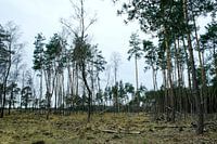 Deelerwoud, Veluwe Gelderland