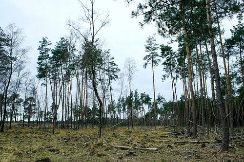 Deelerwoud, Veluwe Gelderland