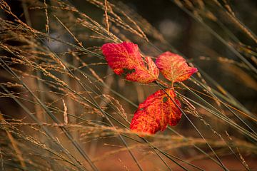 Herbstlaub im hohen Gras von Mayra Fotografie