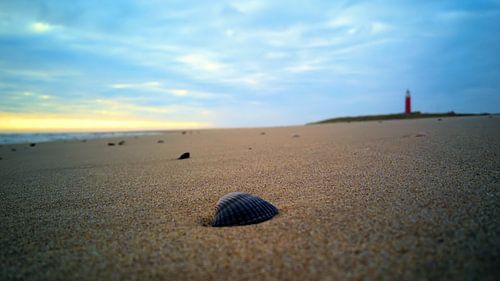 Kokkel op het strand
