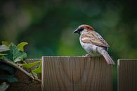 Mus by Tineke Kooistra thumbnail