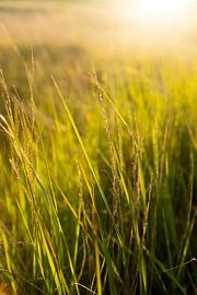 grasweiland op Ameland tijdens zonsondergang von Karijn | Fine art Natuur en Reis Fotografie