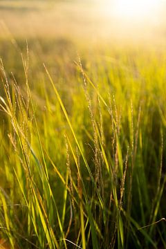 grasweiland op Ameland tijdens zonsondergang