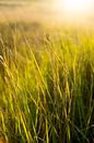 grasweiland op Ameland tijdens zonsondergang van Karijn | Fine art Natuur en Reis Fotografie thumbnail