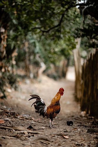 Haan in de Filipijnen