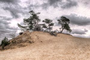 Kiefer auf Sand-Düne. von Fotografie Arthur van Leeuwen