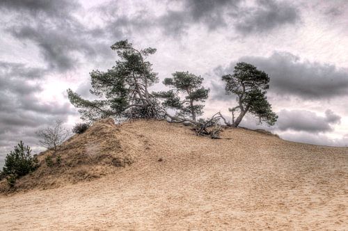 Denneboom op zandduin