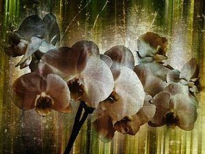 Orchideenzauber - Orchid magic -