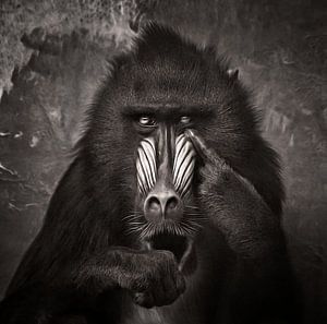 Mandril macht verrückte Geste