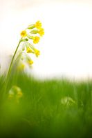 Schlüsselblume