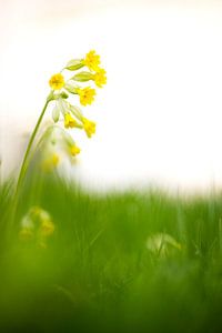 Schlüsselblume