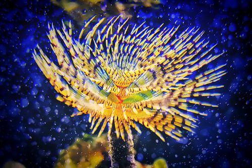 De magische onderwaterwereld