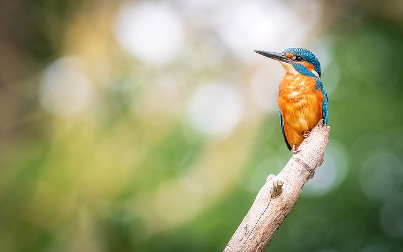 kingfisher by Andy van der Steen - Fotografie
