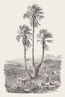 Tekening van de palmgroep