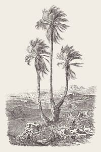 Palm Group Drawing