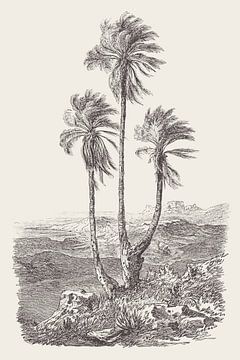 Dessin du groupe de palmiers sur Apolo Prints