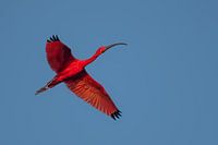 Rode Ibis