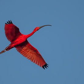 Ibis rouge sur Lex van Doorn