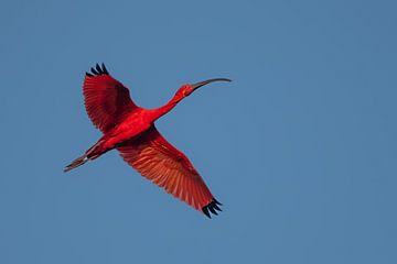 Ibis rouge sur Lex van Doorn