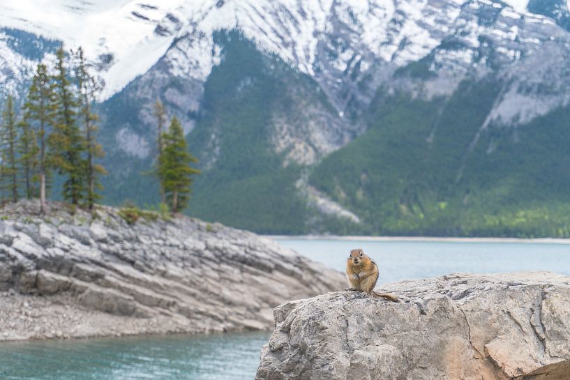 Eichhörnchen in einer Landschaft von Hege Knaven-van Dijke