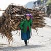 Une femme Hmong porte un lourd fardeau sur son dos sur Anouschka Hendriks