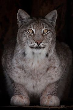 Lynx volledig gezicht met oranje ogen close-up op van Michael Semenov