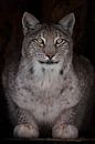 Lynx full face with orange eyes close-up on by Michael Semenov thumbnail