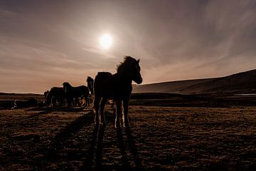 Ijslandse paarden silhouet van VeraMarjoleine fotografie