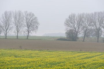 Herbstlandschaft mit Rapsfeld Landwirtschaftliche Felder und kahle von Werner Lerooy