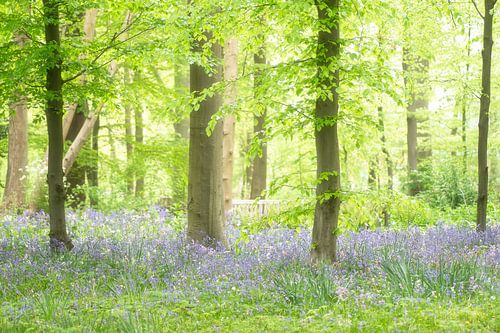 Lentedroom (Boshyacinten tussen de bomen)