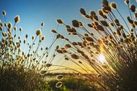 Cotton grasses  impressions in the evening light