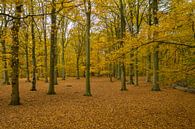 Nederlands bos in herfst kleuren van Menno Schaefer thumbnail