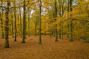 Nederlands bos in herfst kleuren van Menno Schaefer