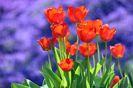 Tulips by Wiltrud Schwantz