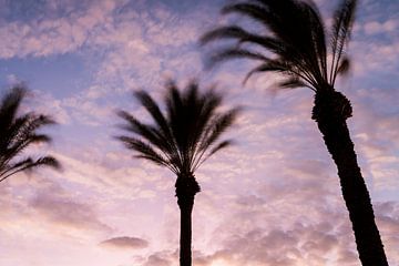 Palmbomen in de avondgloed (horizontaal) van Tim Emmerzaal
