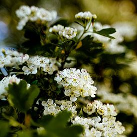 Witte bloesem boom in bloei van Dieuwertje Van der Stoep