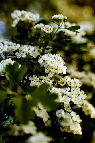 White blossom tree in bloom