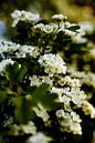 White blossom tree in bloom by Dieuwertje Van der Stoep thumbnail