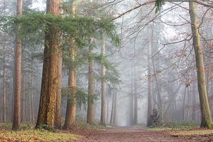 Endlose Fahrspuren im Nebel!