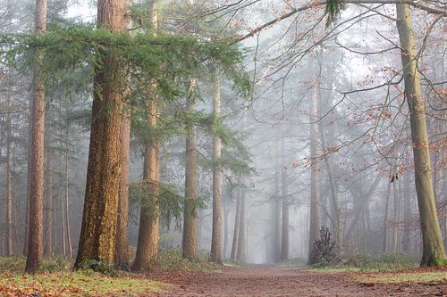 Endlose Fahrspuren im Nebel!