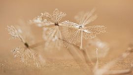 Dried leaves by Sandra Hogenes