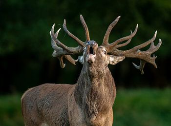 Red deer