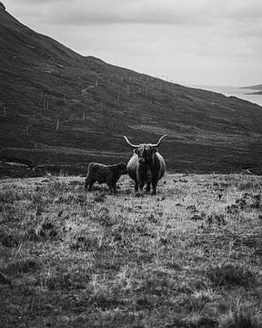 Isle of Skye | Highland cattle | Scotland landscape photography | Fine art | Art print by Sander Spreeuwenberg