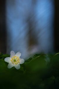 Buschwindröschen (Anemone nemorosa)