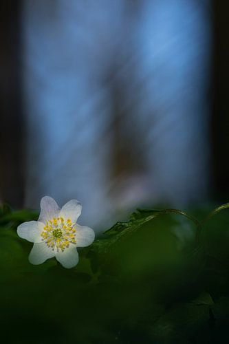 Bosanemoon (Anemone nemorosa)