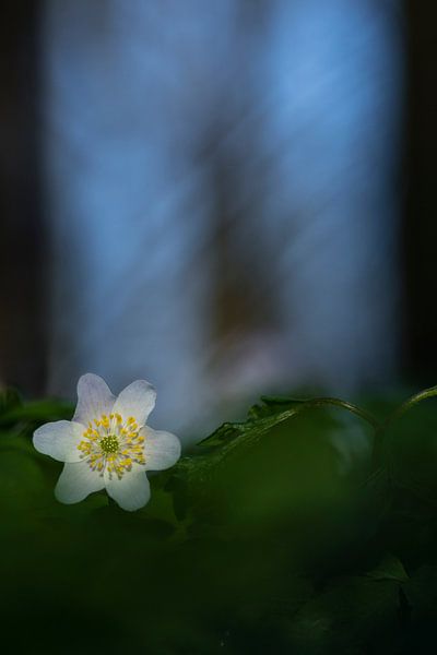Bosanemoon (Anemone nemorosa) van Richard Guijt Photography